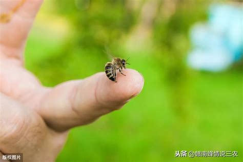 蜜蜂徵兆|蜜蜂進家裡有什麼預兆，網友們來看看